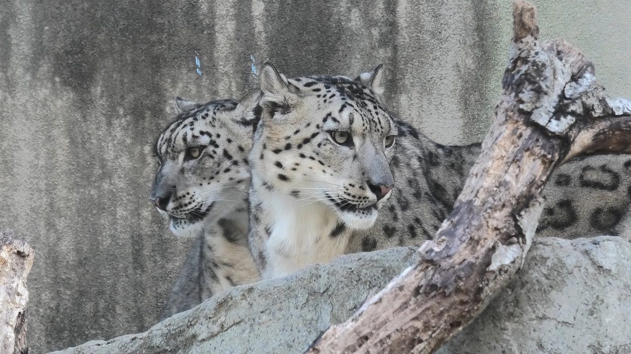 Snow leopard