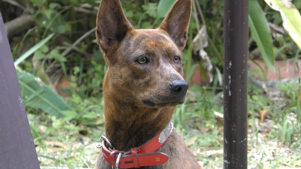 琉球犬