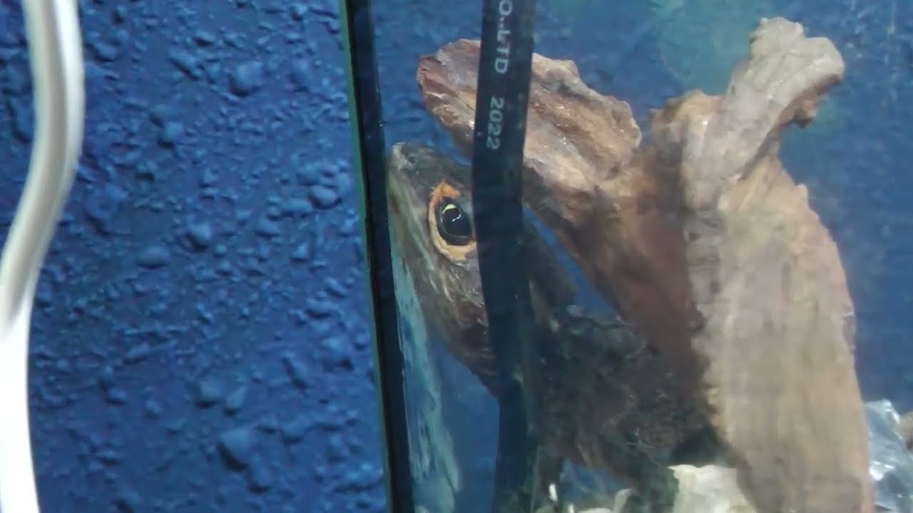 アカメカブトトカゲ