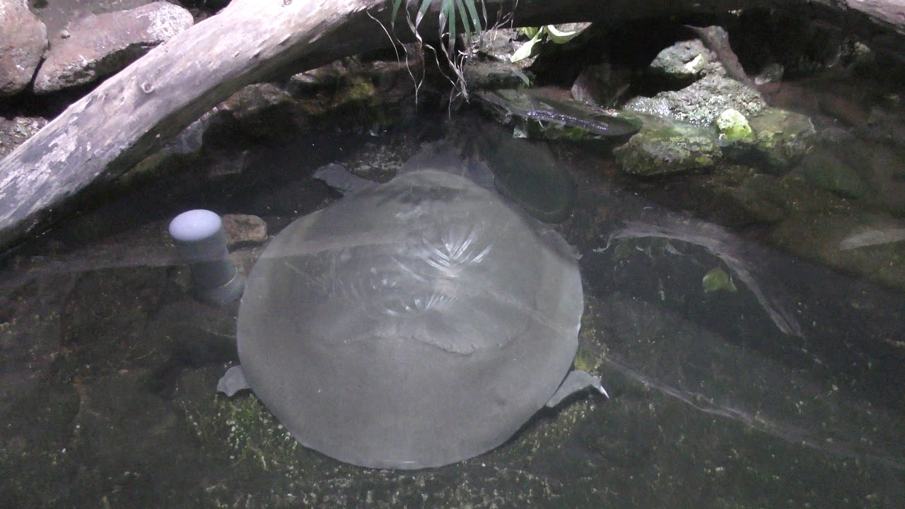 Cantor's giant softshell turtle