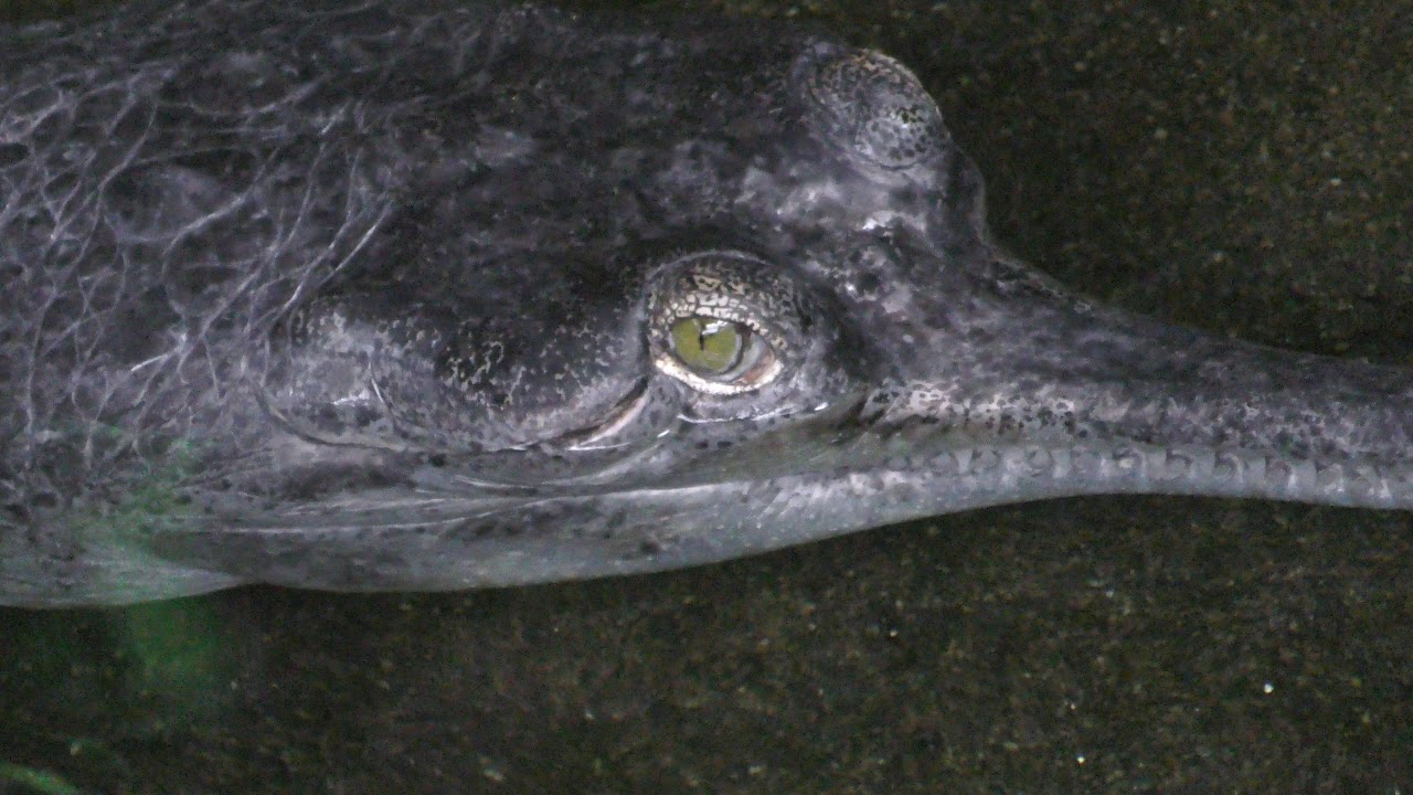 Gharial