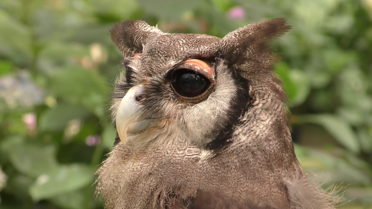 Verreaux's eagle-owl