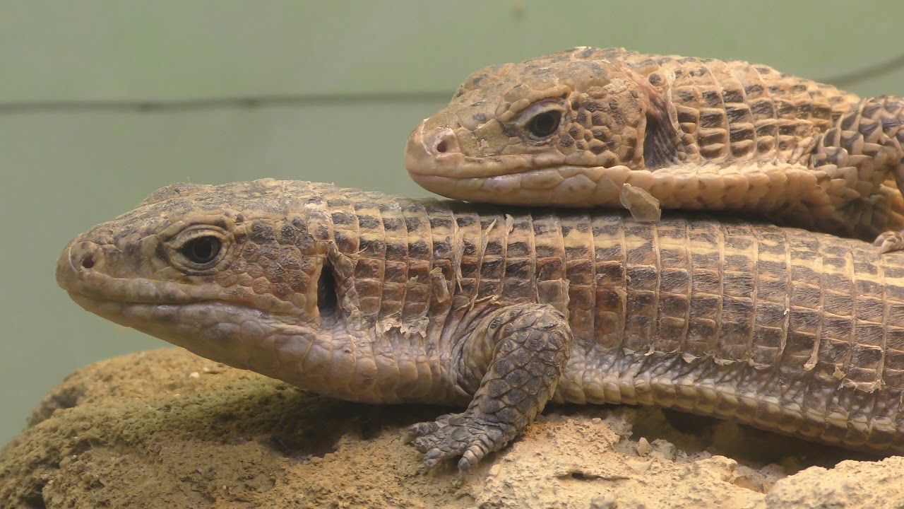 Sudan plated lizard