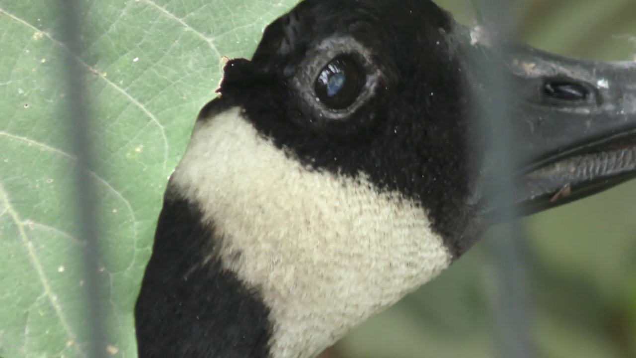 Canada goose