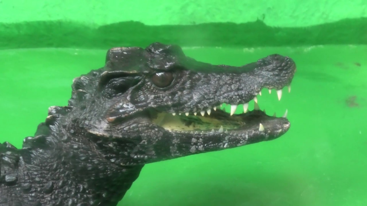 Cuvier's dwarf caiman