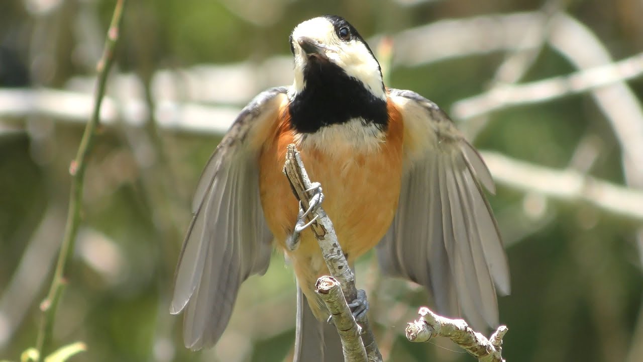 Varied tit