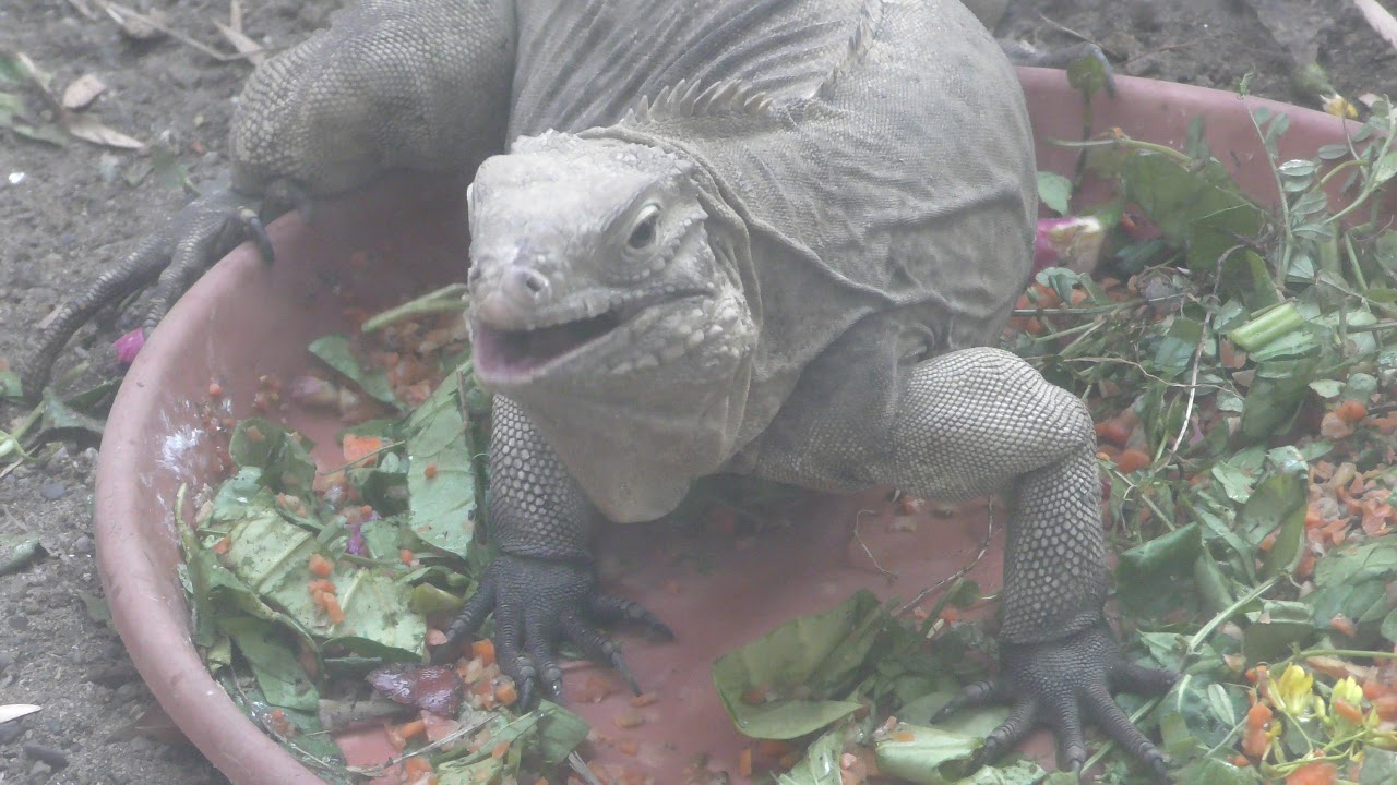 Cuban ground iguana (nubila)