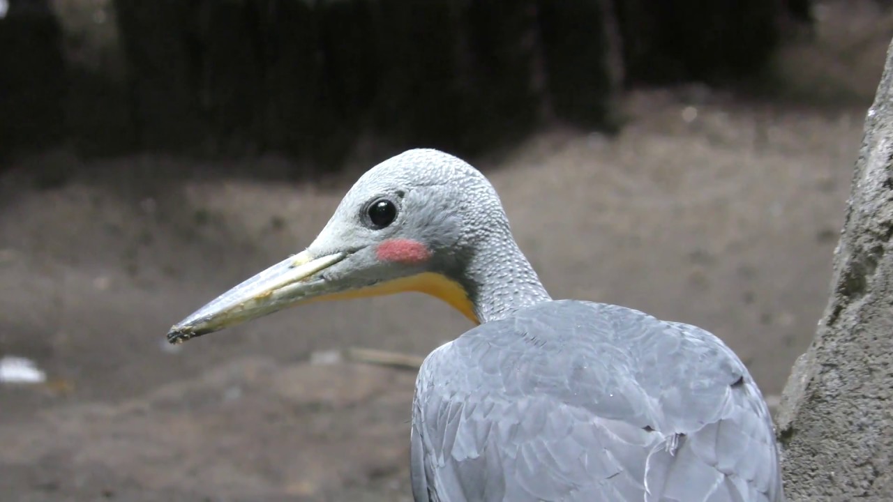 ボウシゲラ