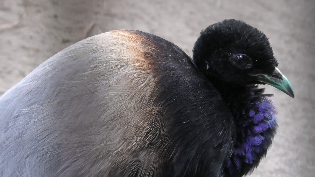 Grey-winged trumpeter