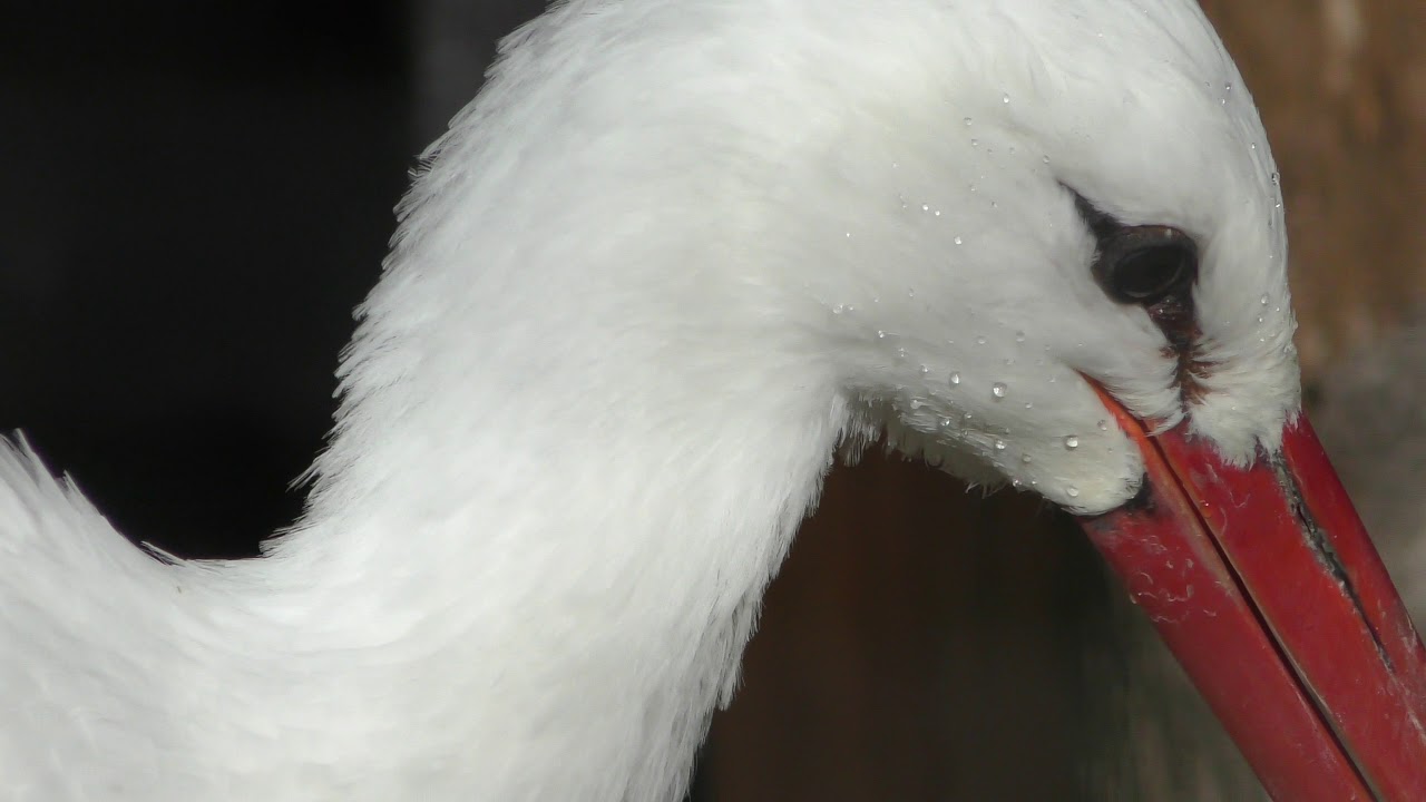 White stork
