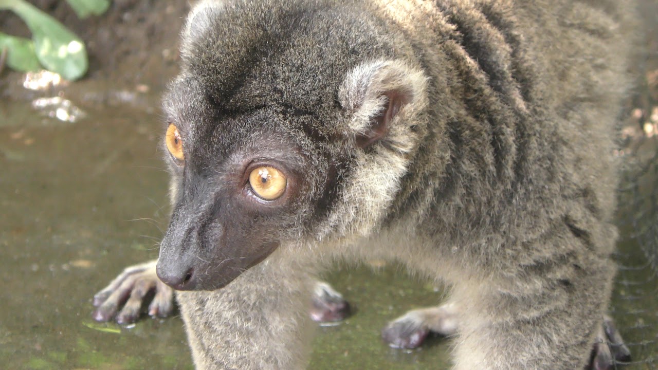 Common brown lemur