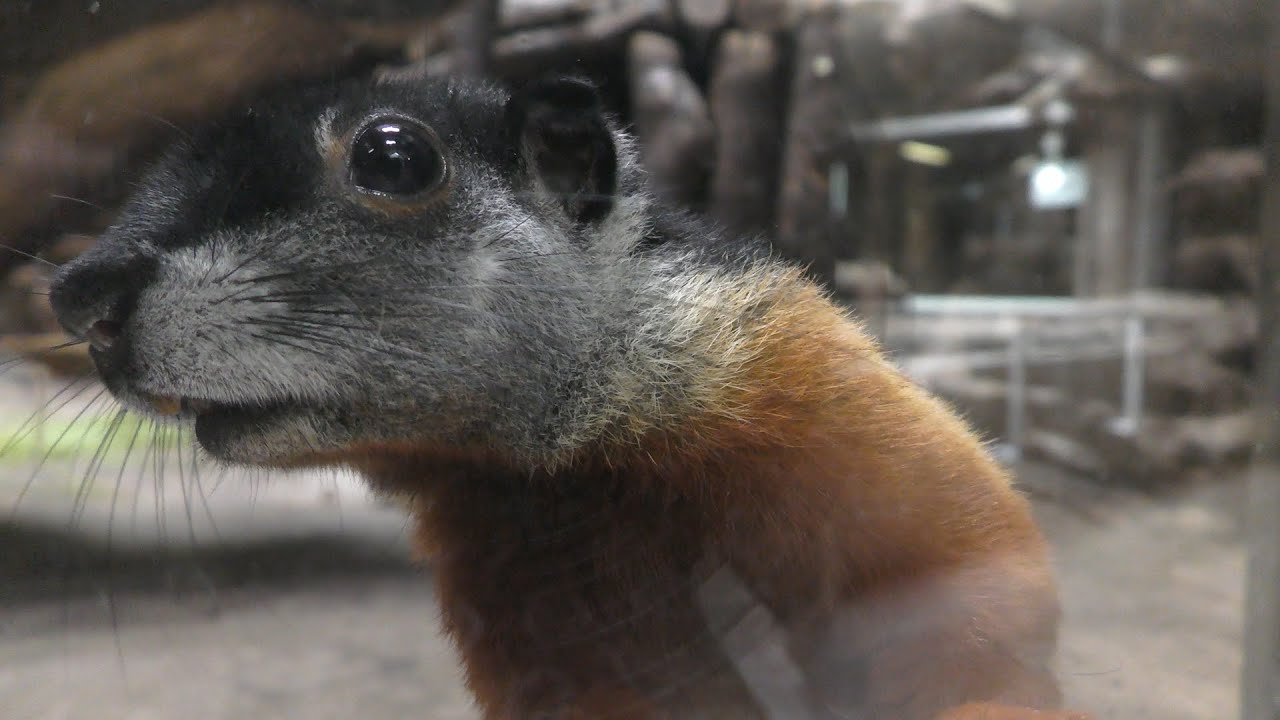 Prevost's squirrel