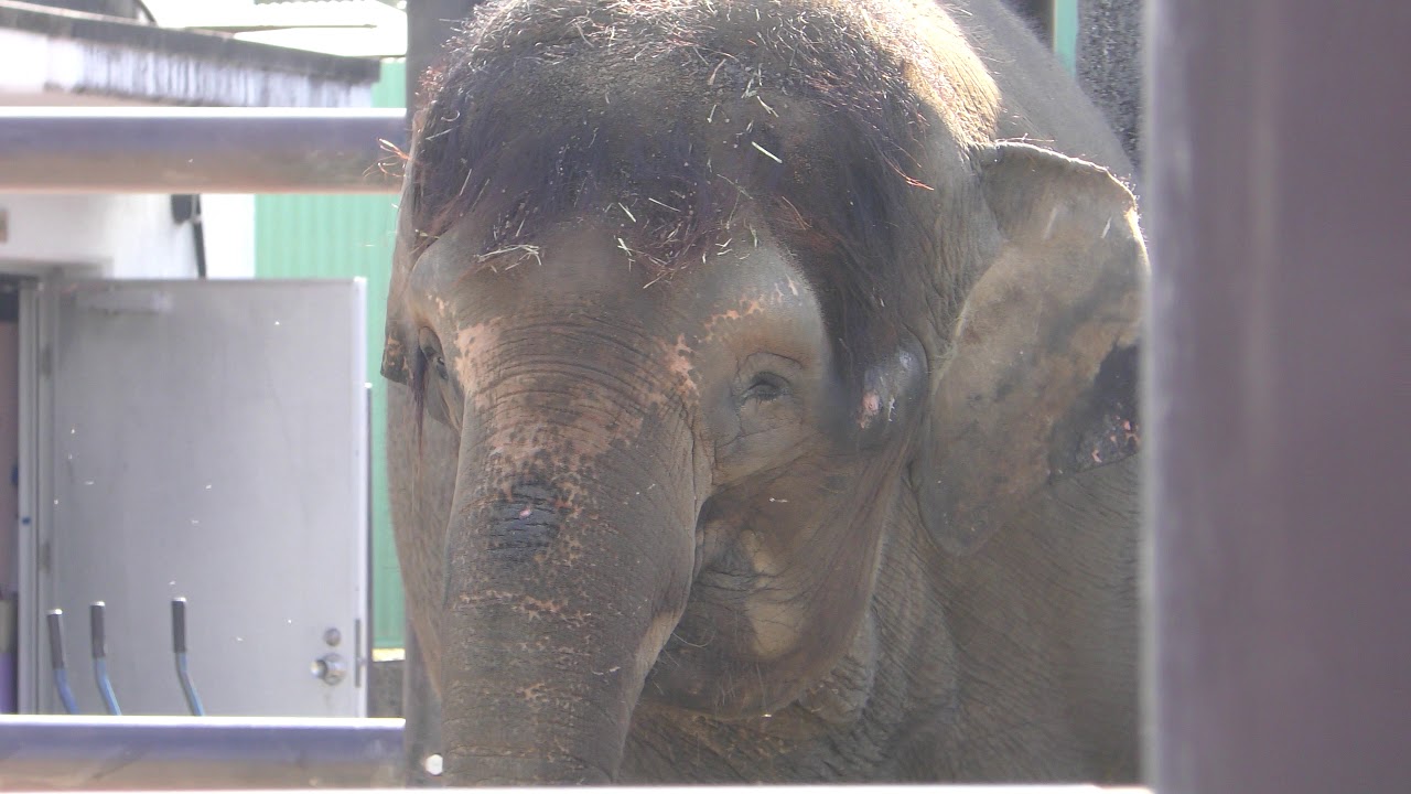 Borneo elephant