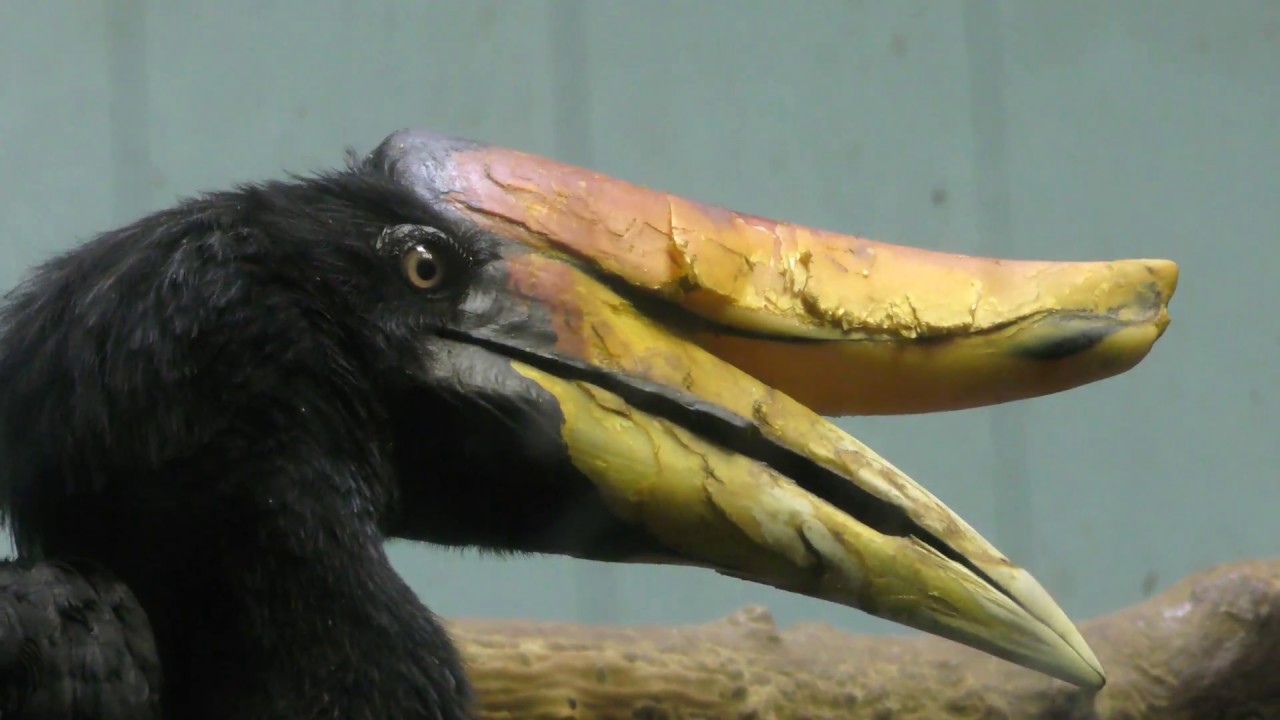 Rhinoceros hornbill