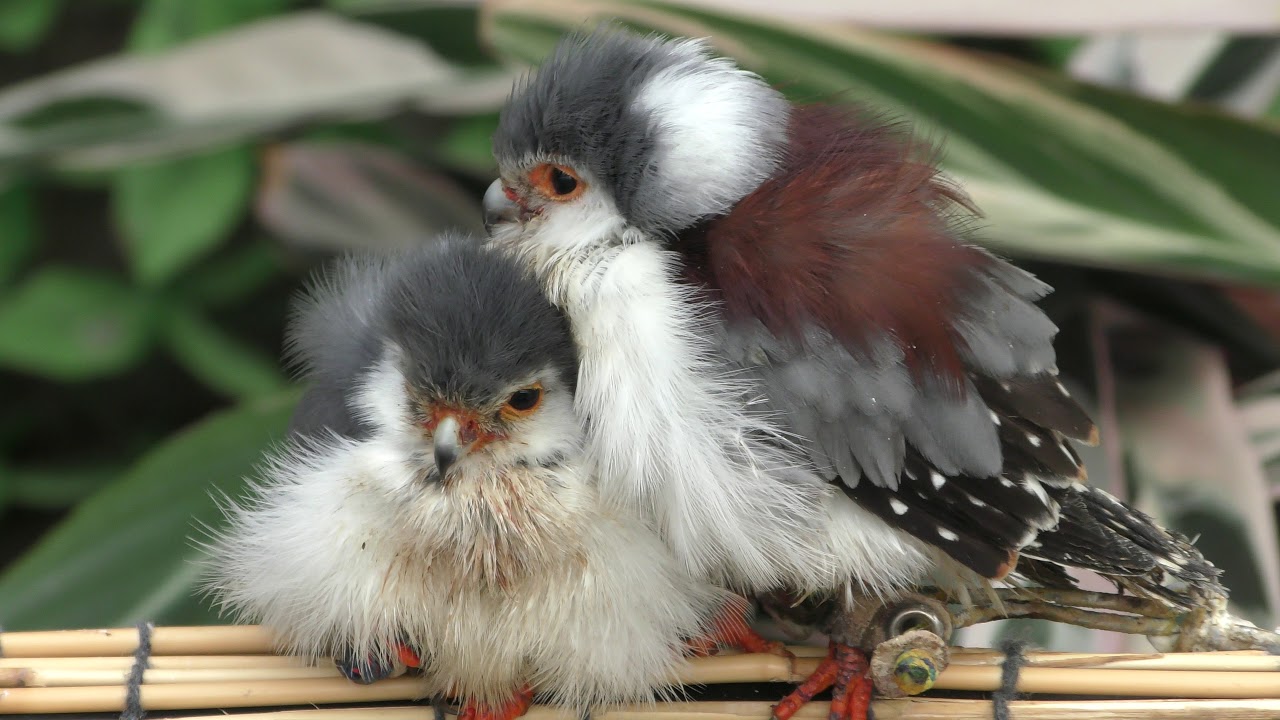 Pygmy falcon