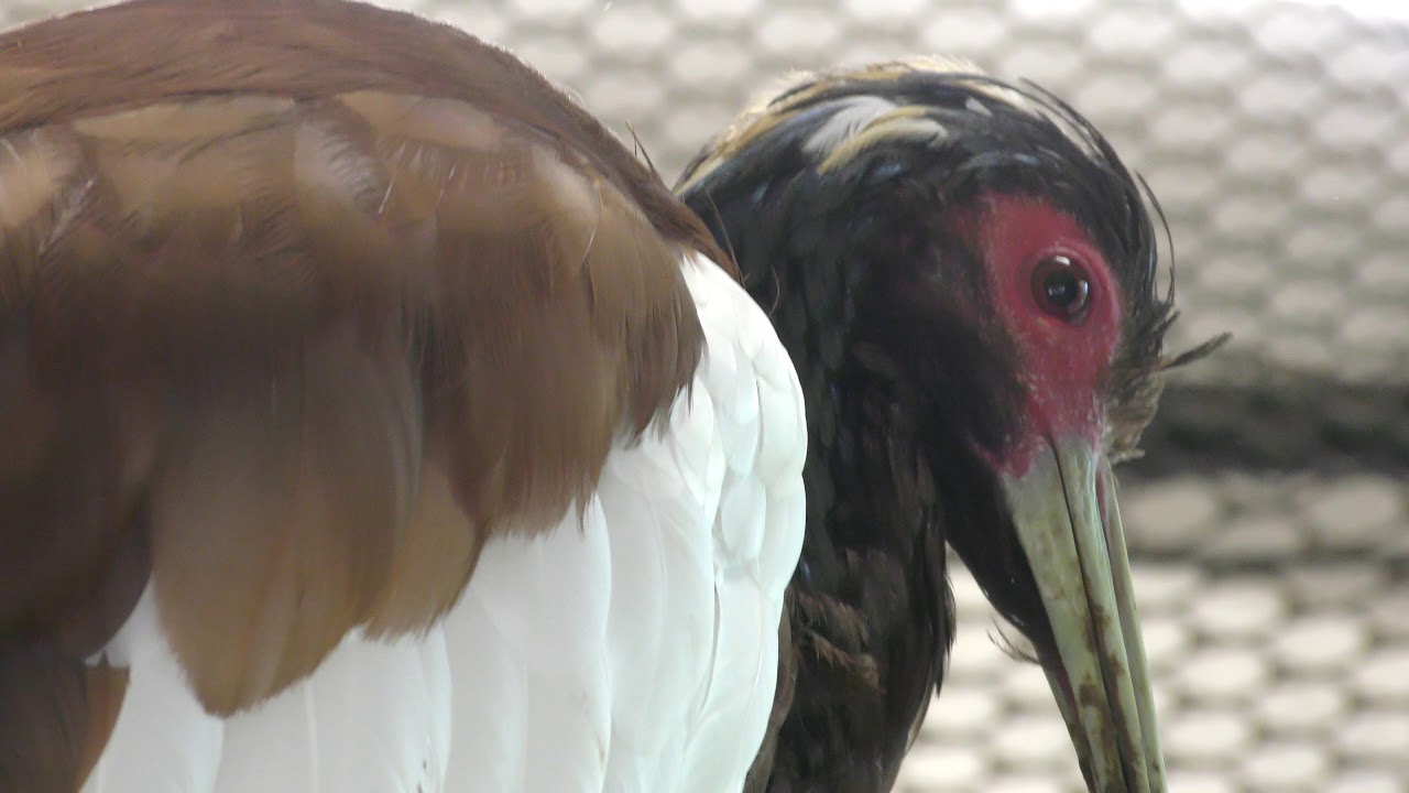 Madagascar crested ibis