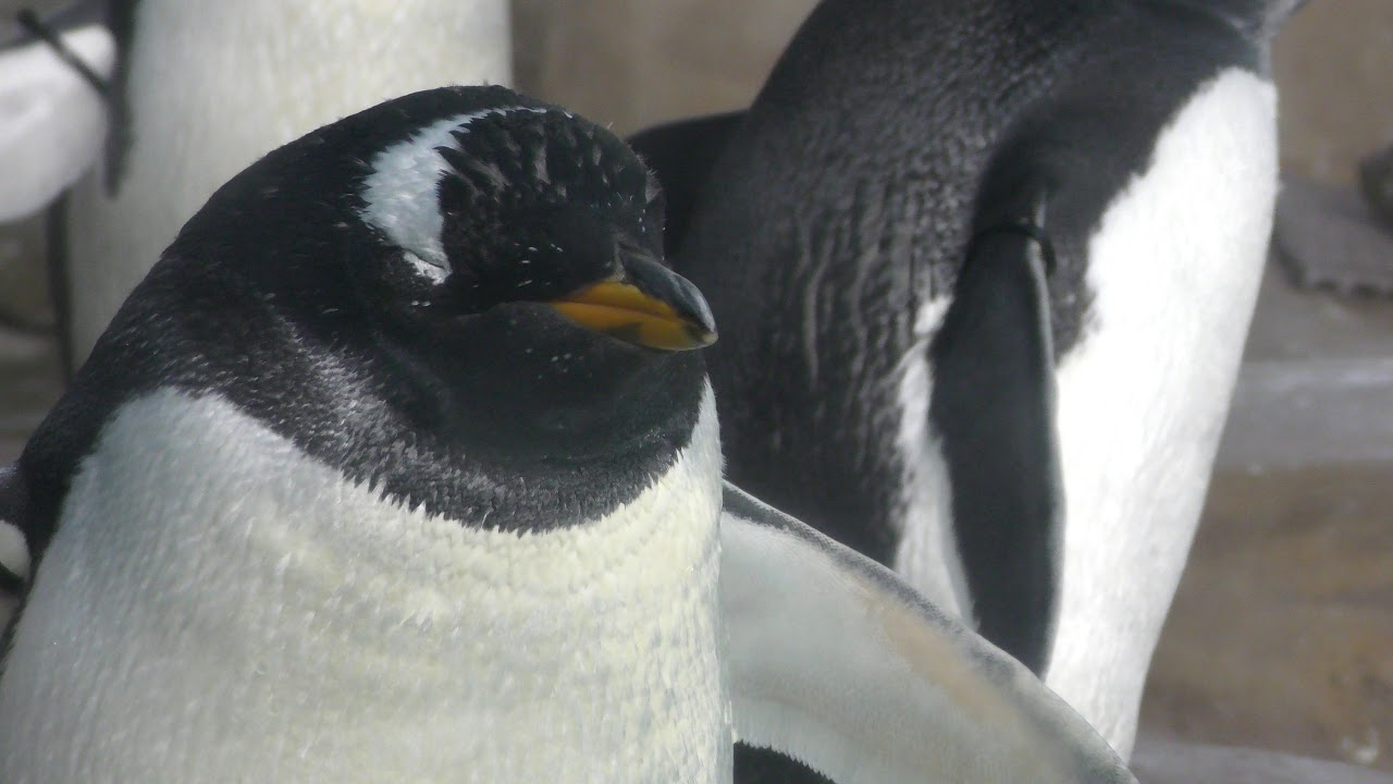 Gentoo penguin