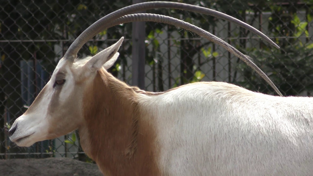 Scimitar-horned oryx