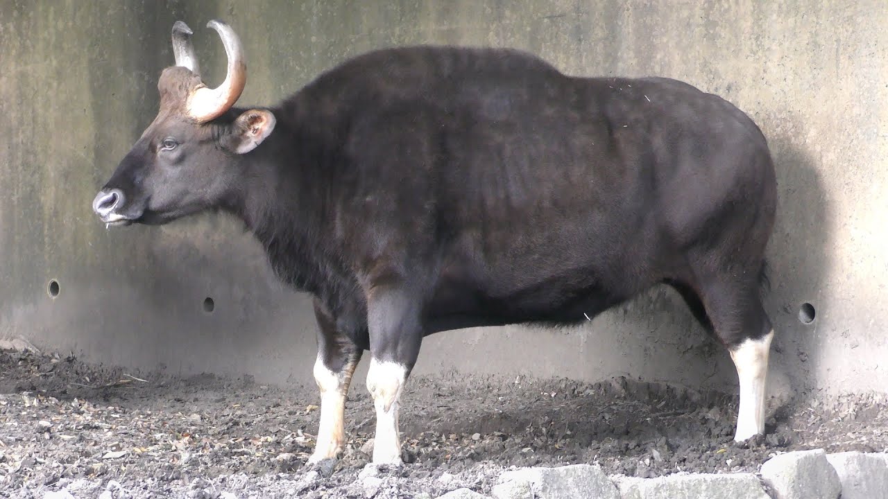 Gaur