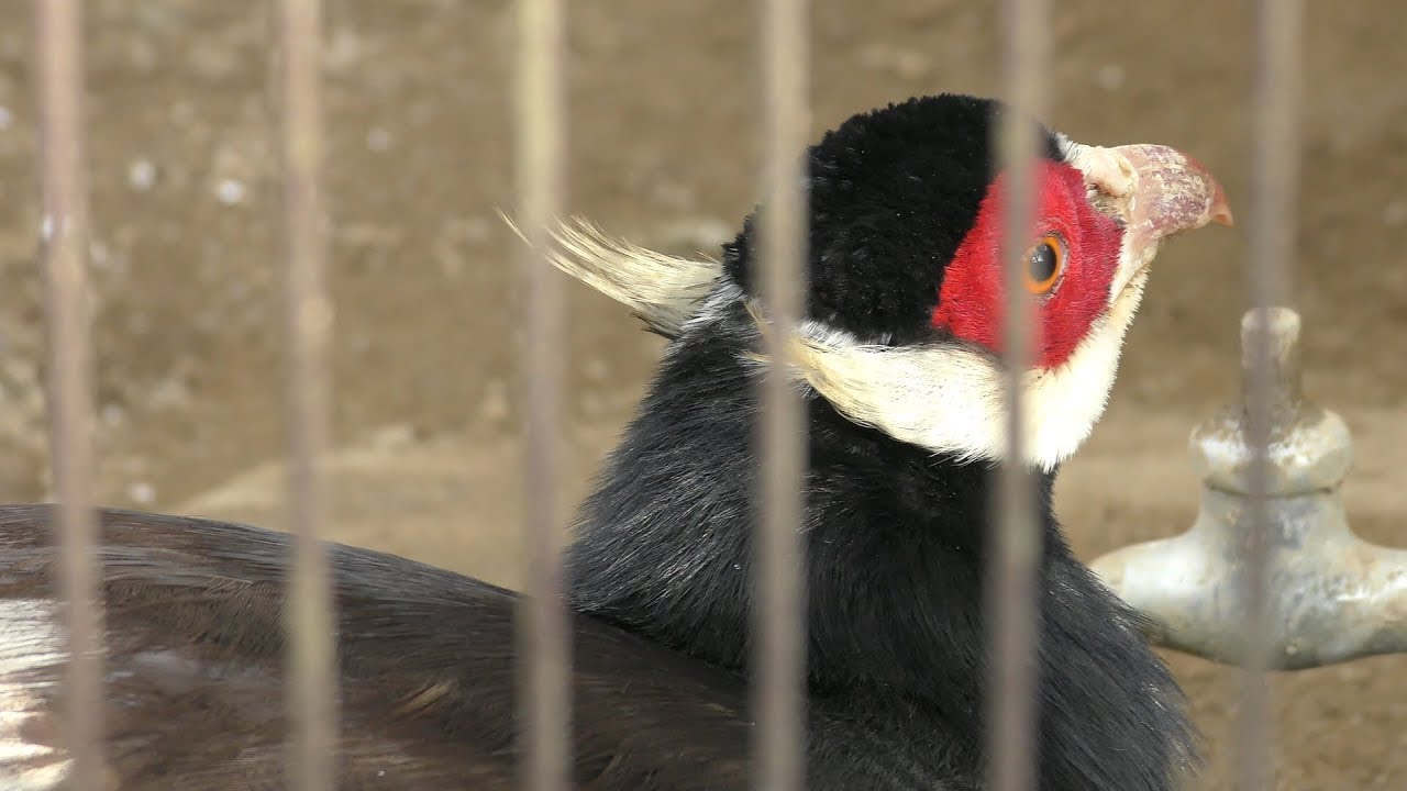 Brown eared-pheasant