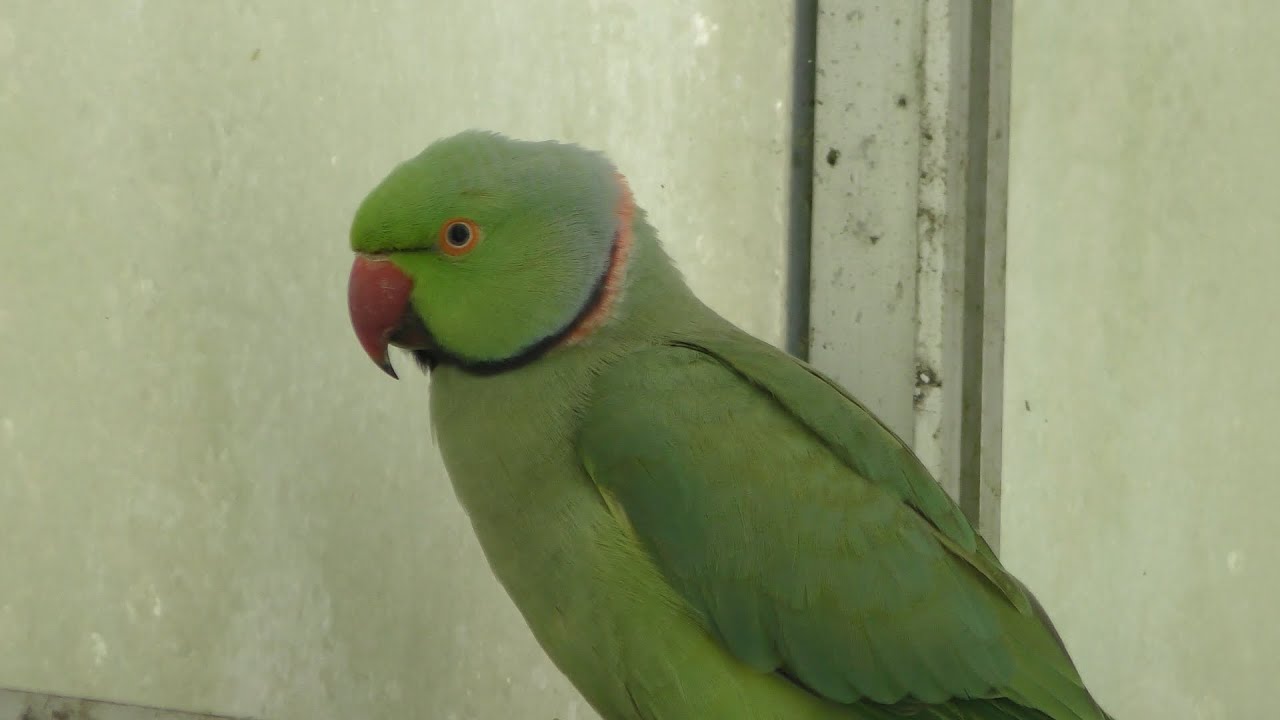 Indian rose-necked parakeet
