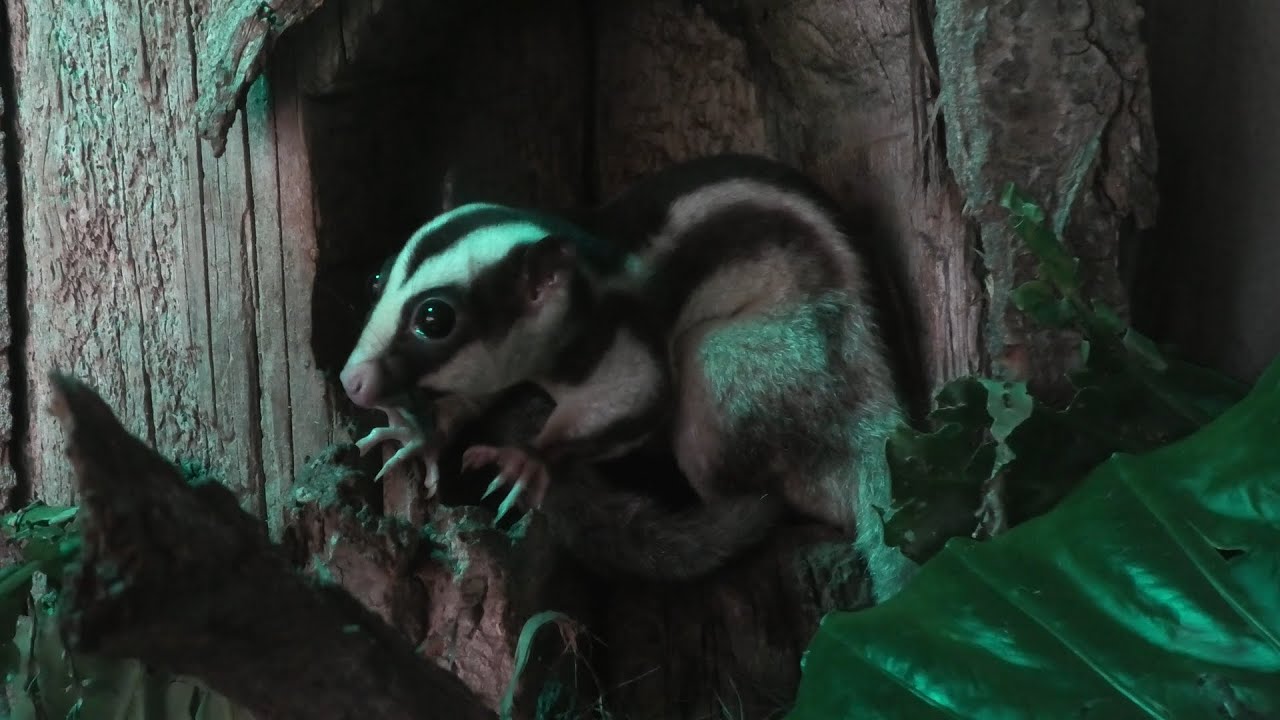 Striped possum