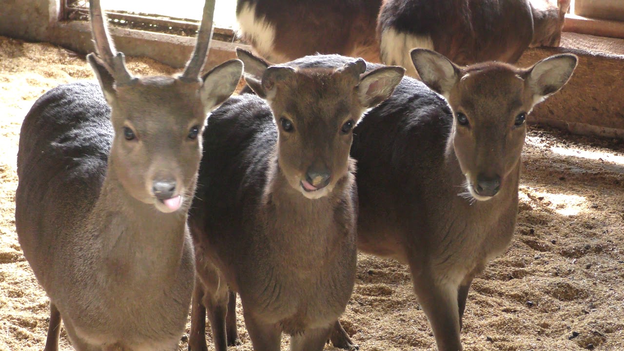 Sika deer (yakushimae)