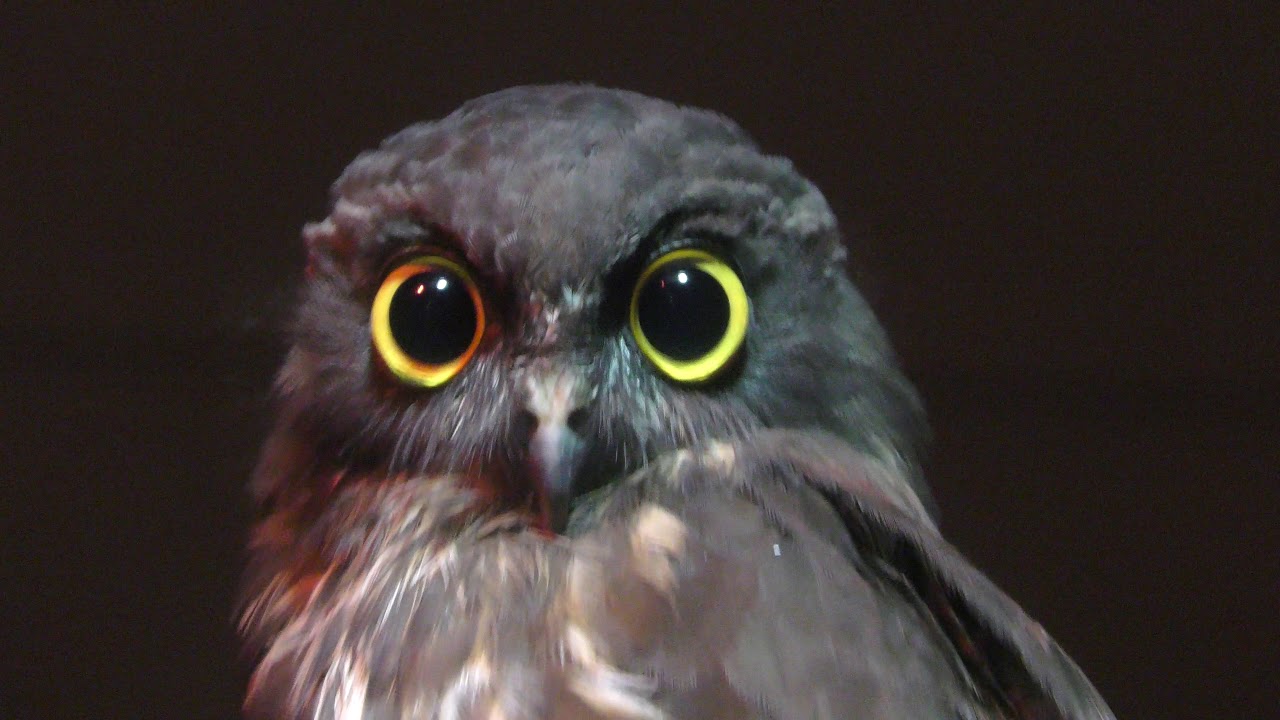 Brown hawk-owl