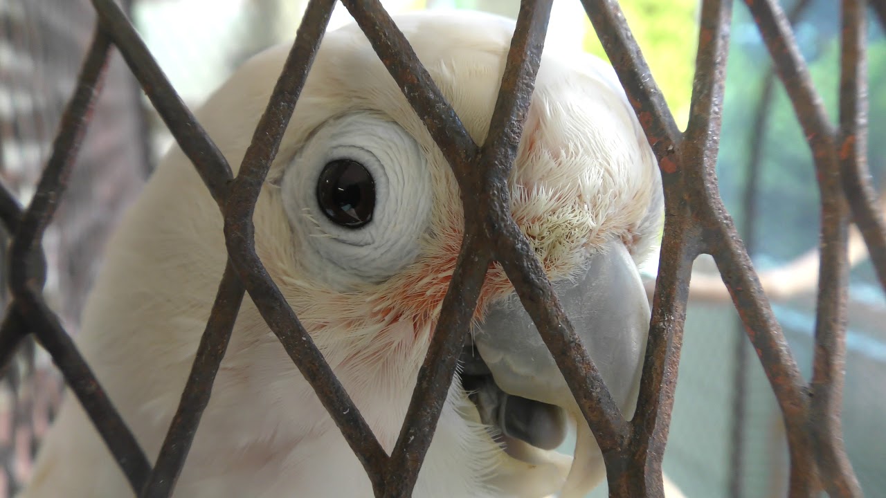 Tanimbar corella
