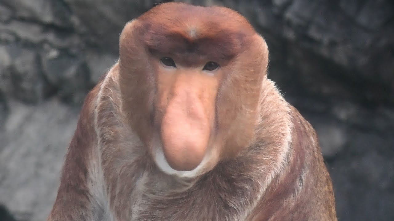 Long-nosed monkey