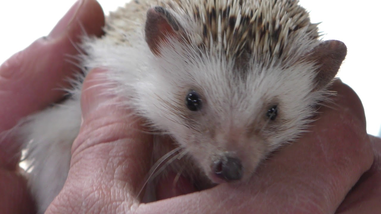 Four-toed hedgehog