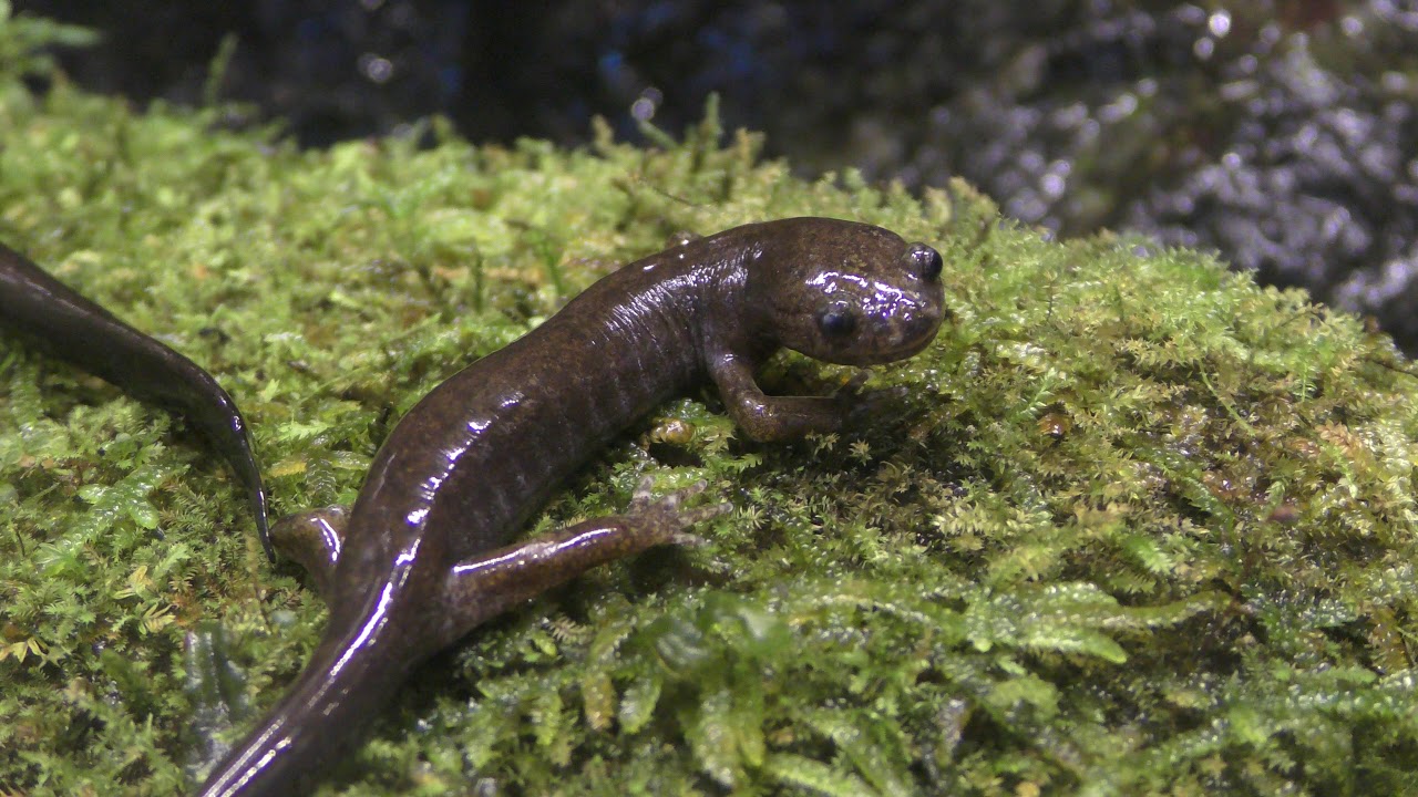 Tokyo salamander