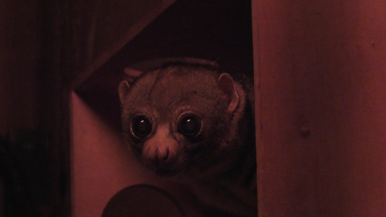 Potto