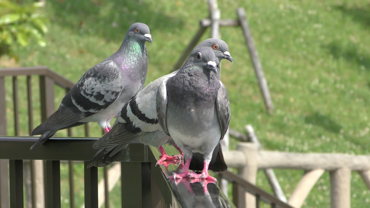 Rock dove