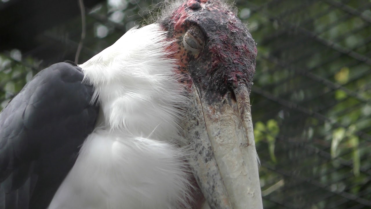 Marabou stork