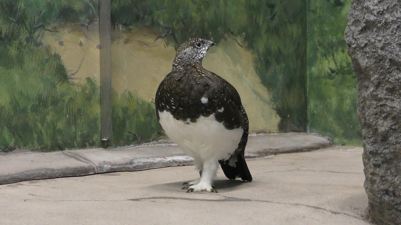 Japanese ptarmigan