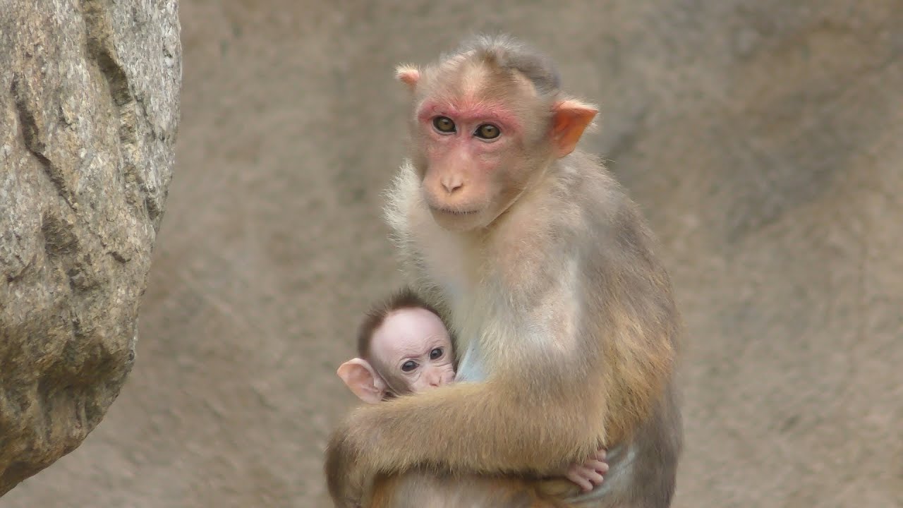 Bonnet macaque