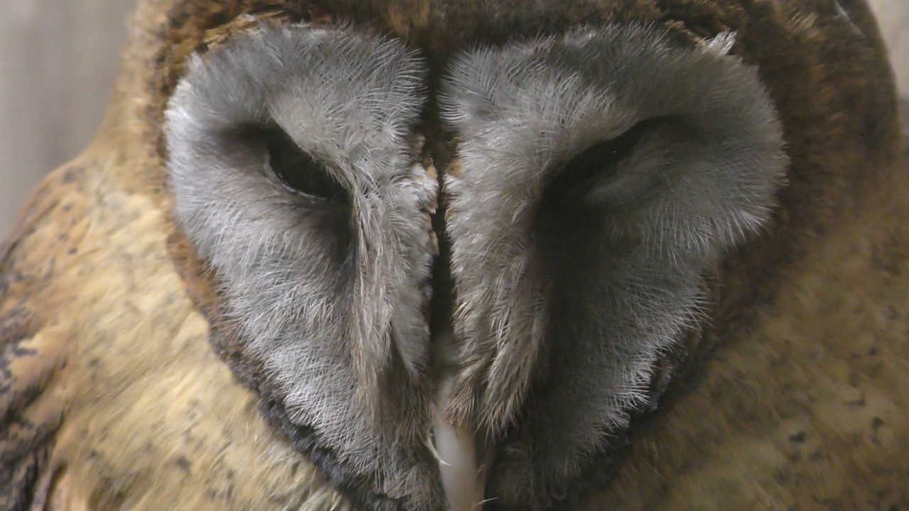 Ashy-faced owl