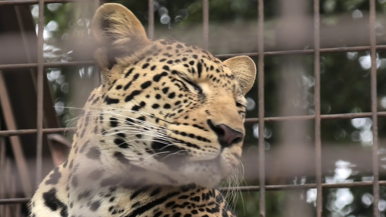ヒョウ | 動物図鑑 | ZFC.jp