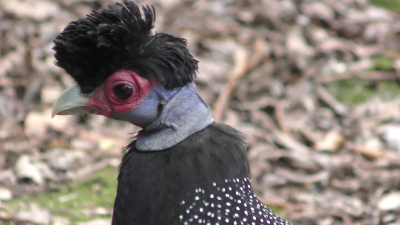 Crested guineafowl