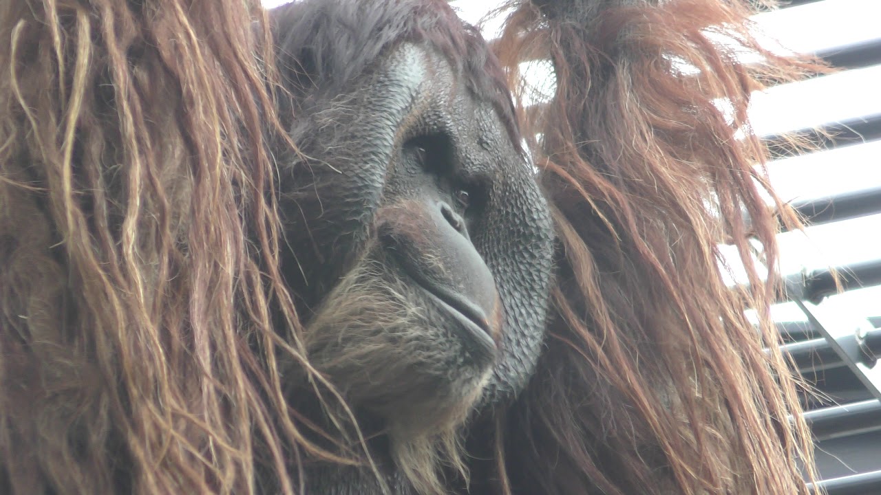 Bornean orangutan