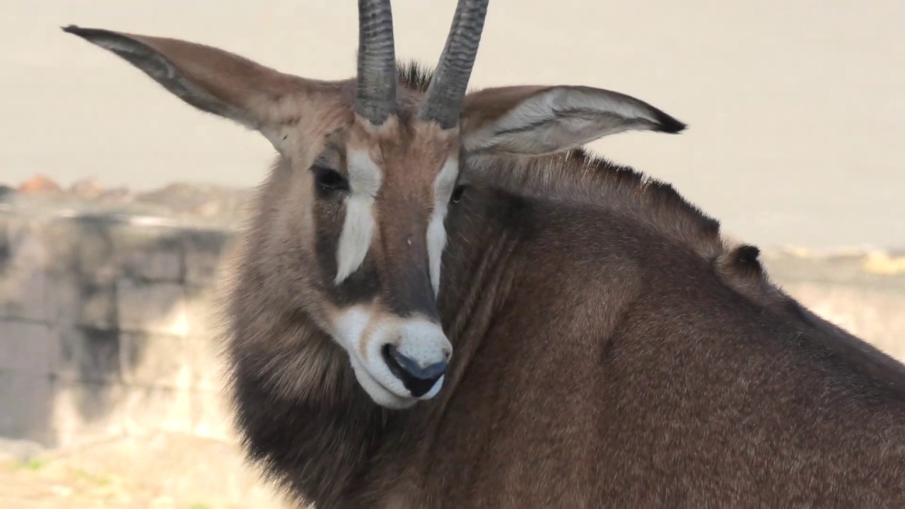 Roan antelope