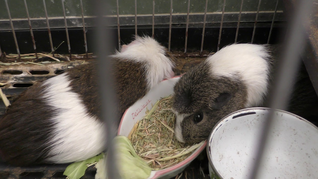 English guinea pig