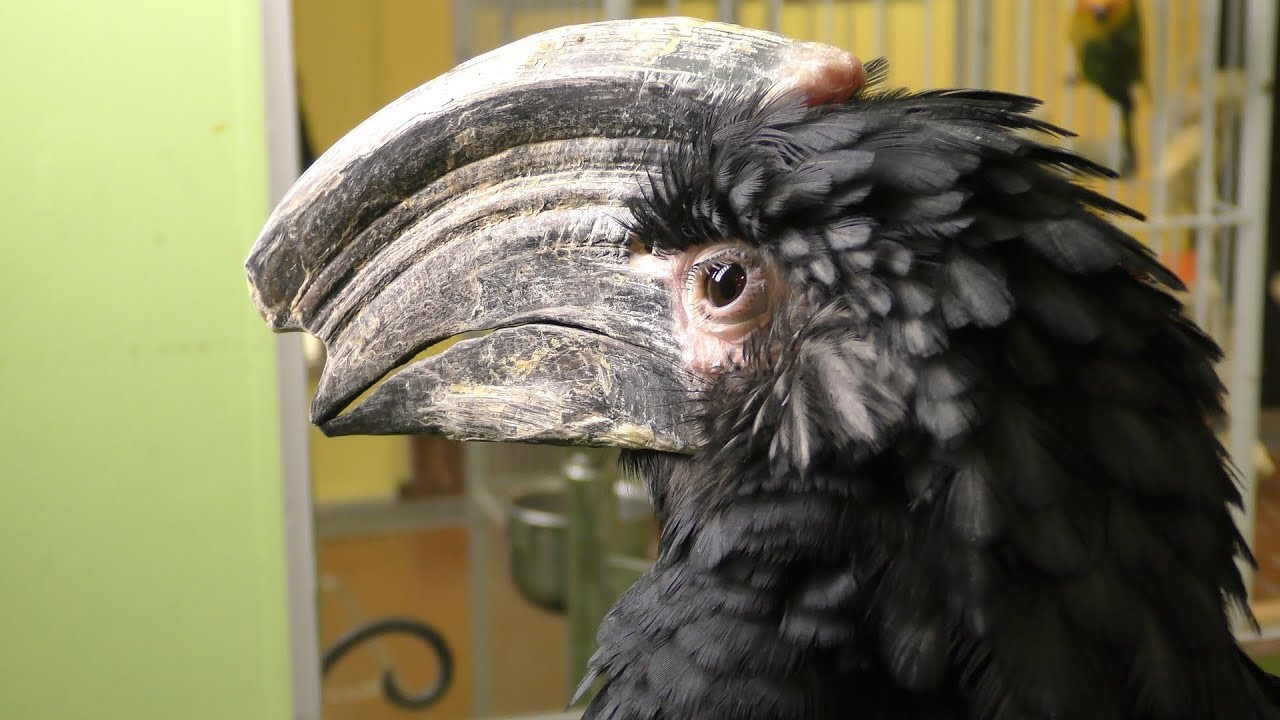 Trumpeter hornbill