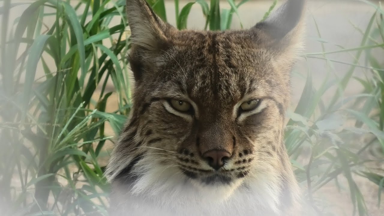 Eurasian lynx