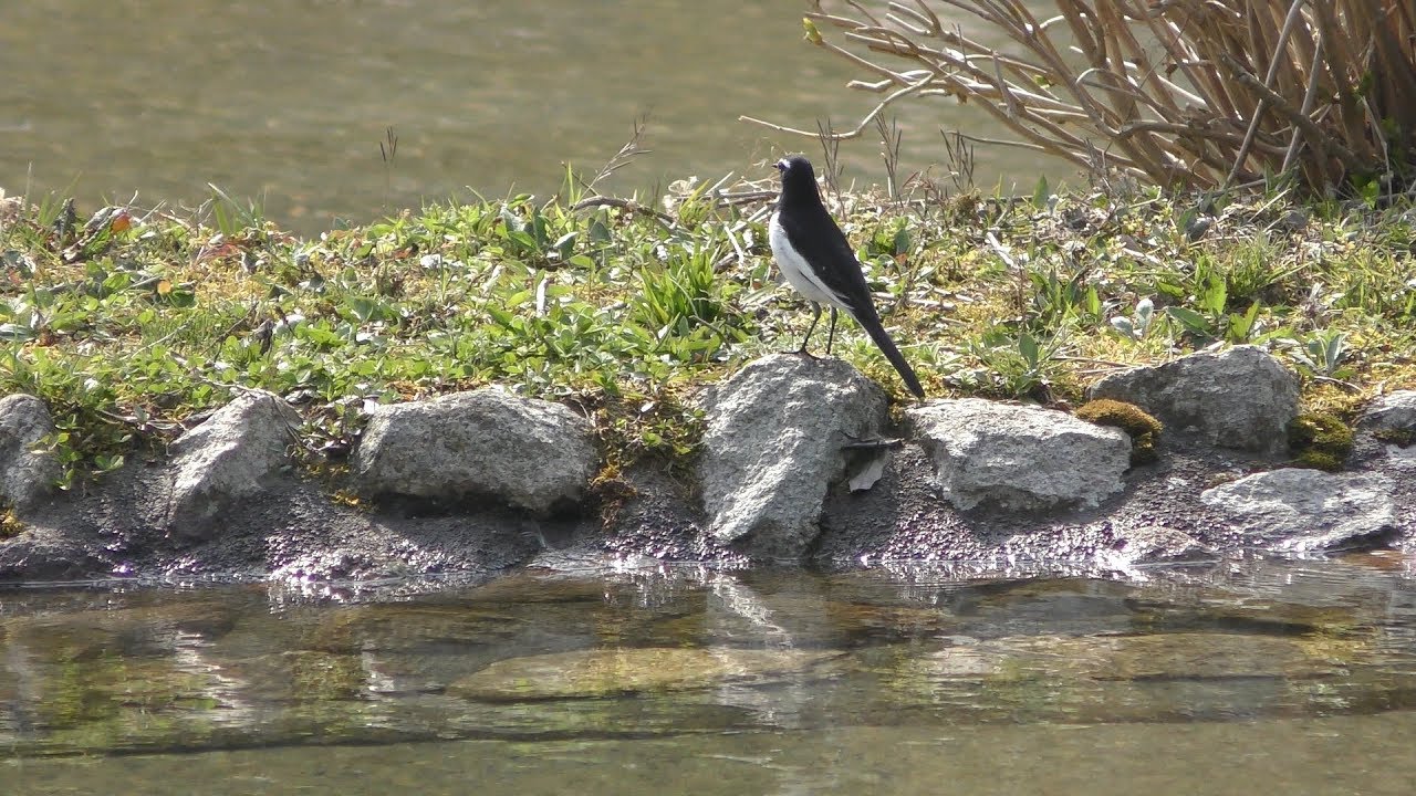 Japanese wagtail