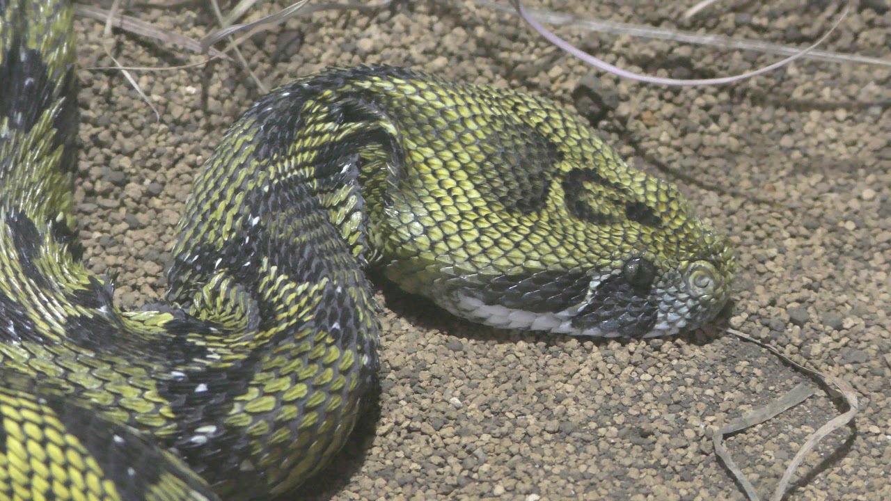 Ethiopian mountain adder