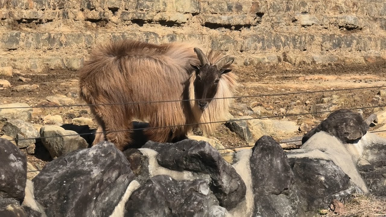 ヒマラヤタール