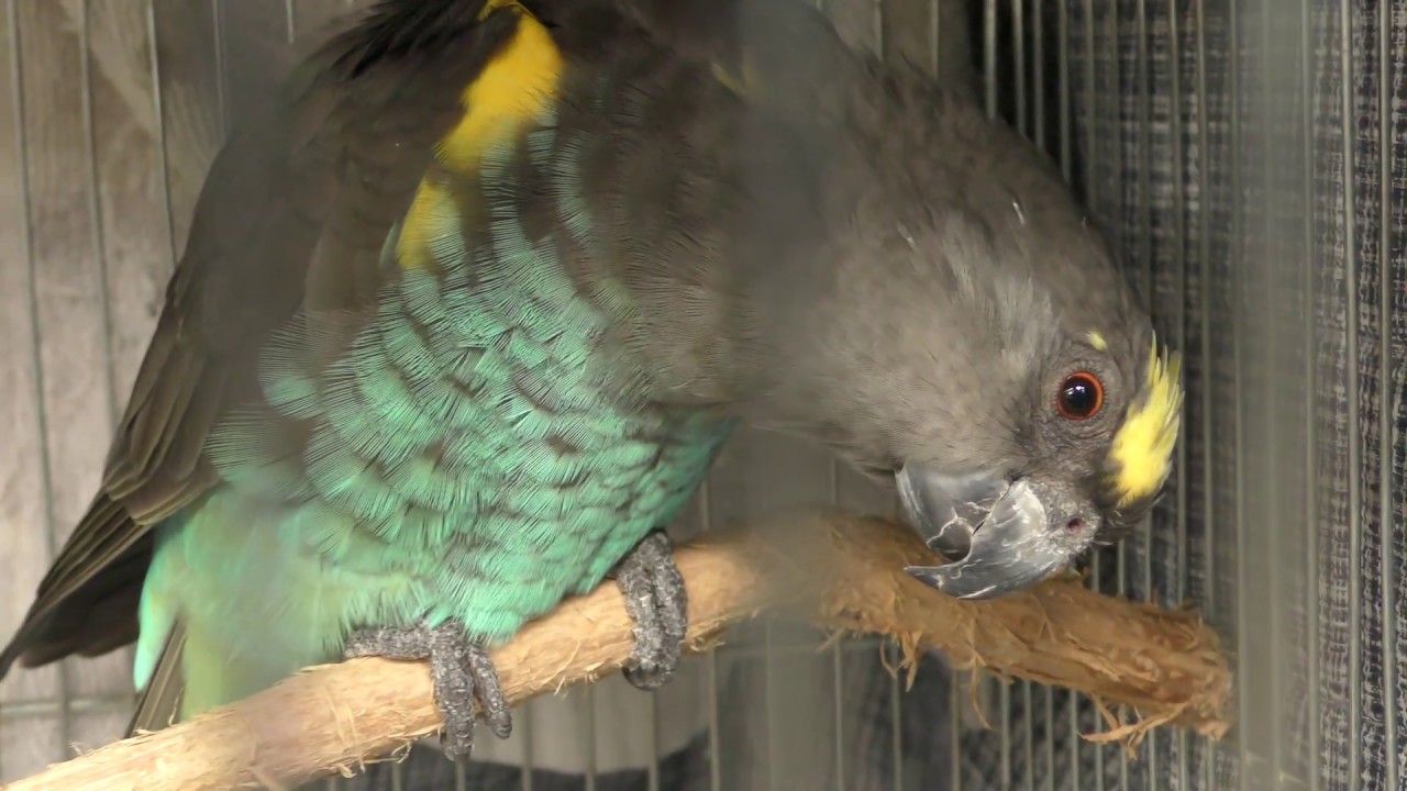 ムラクモインコ