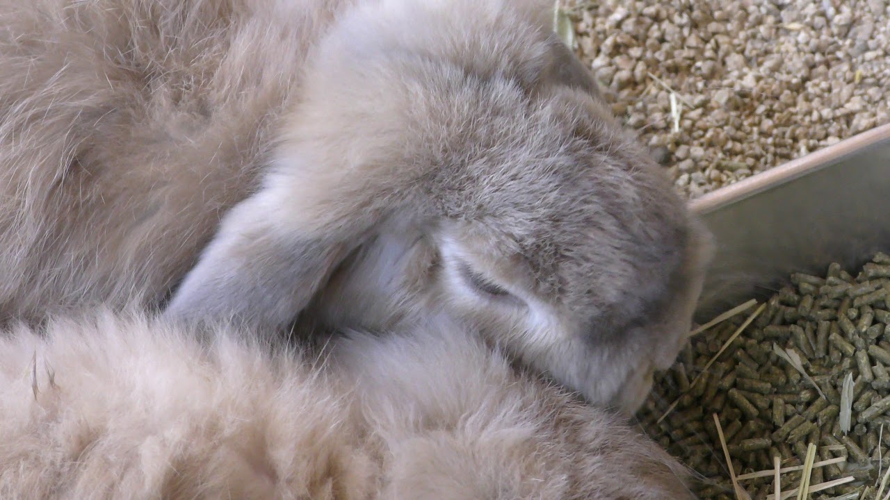 Dwarf rabbit